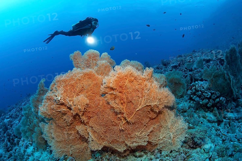 Scuba diver holding a lamp looking at Giant Sea Fan (Annella mollis)