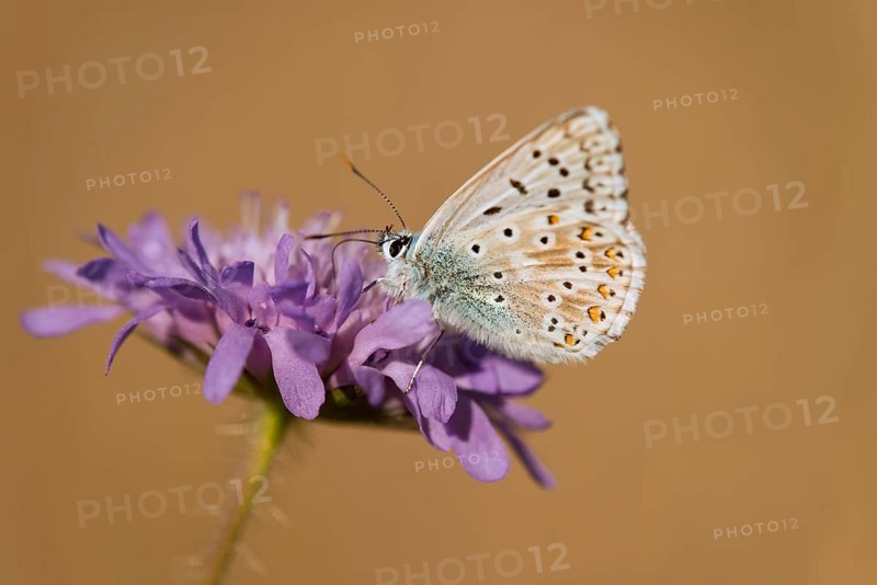 Adonis Blue (Polyommatus bellargus