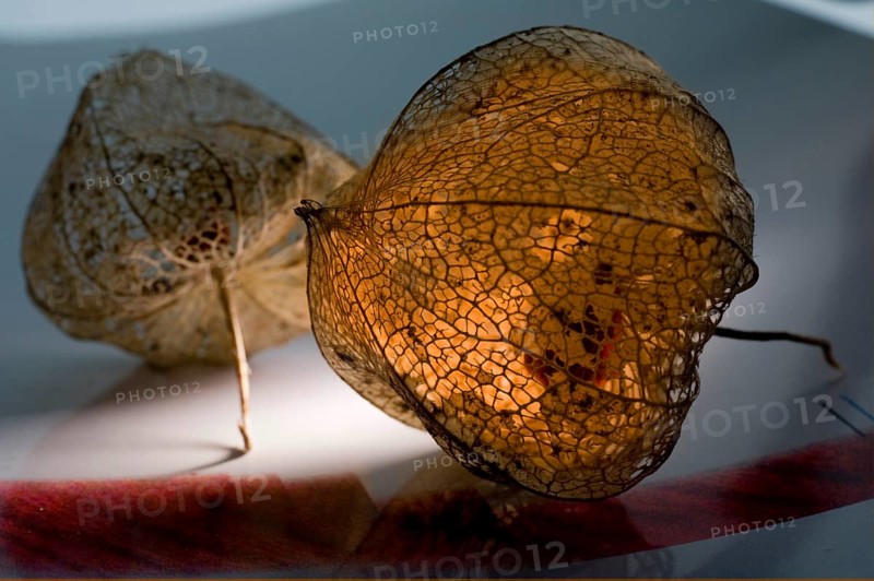Autumnal physalis