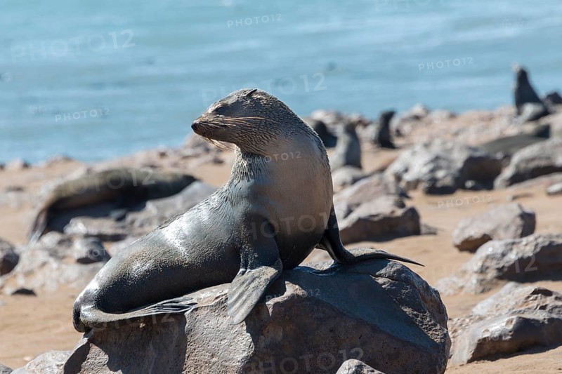 Brown Fur Seal or Cape Fur Seal (Arctocephalus pusillus)