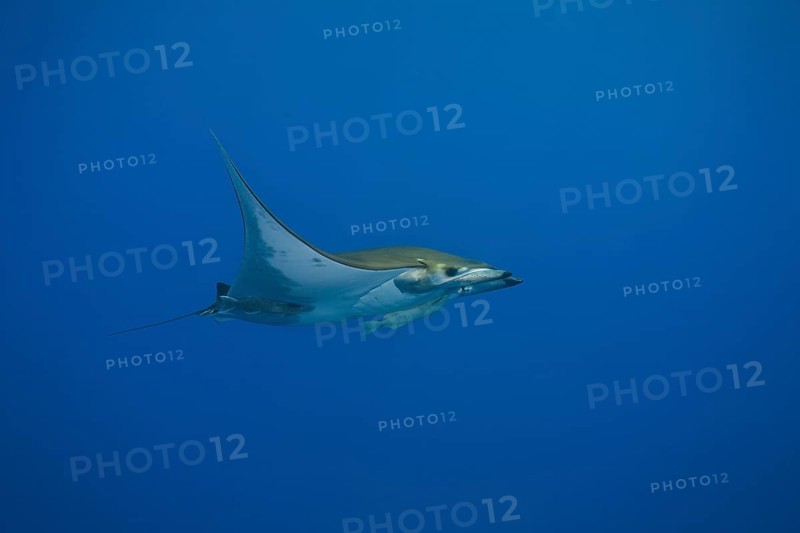 Sicklefin Devil Ray or Box Ray (Mobula tarapacana)