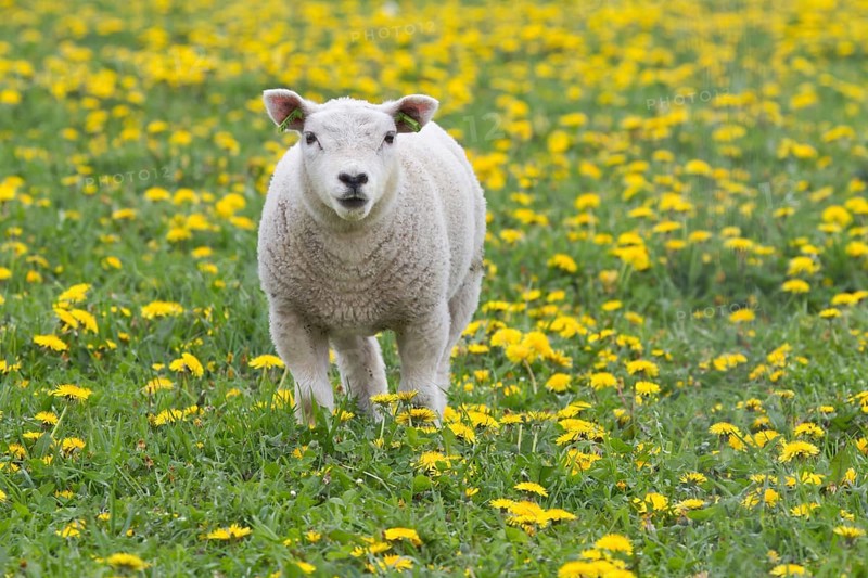 Lamb (Ovis orientalis aries) standing in dandelion meadow