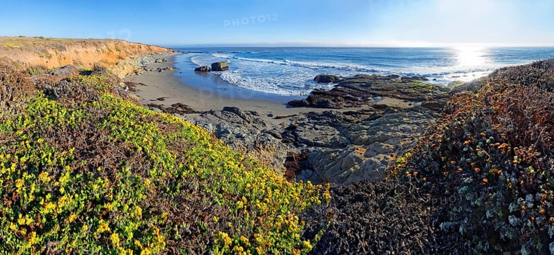 Pacific beach overgrown with mosses and lichen near Cambria