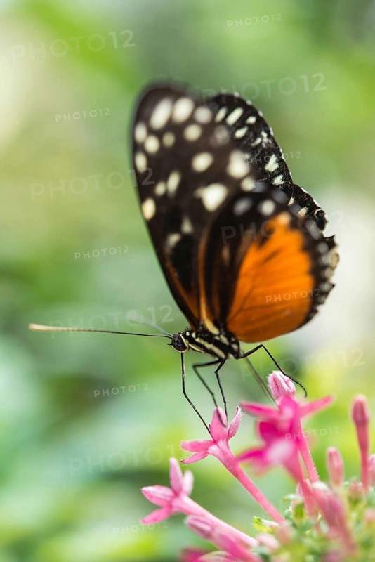 Ismenius Tiger or Tiger Heliconian (Heliconius ismenius)