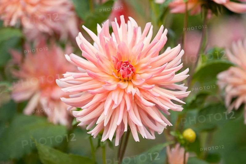 Dahlia (Dahlia) 'Dora' cultivar