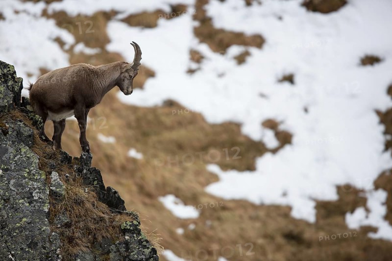 Alpine Ibex (Capra ibex)