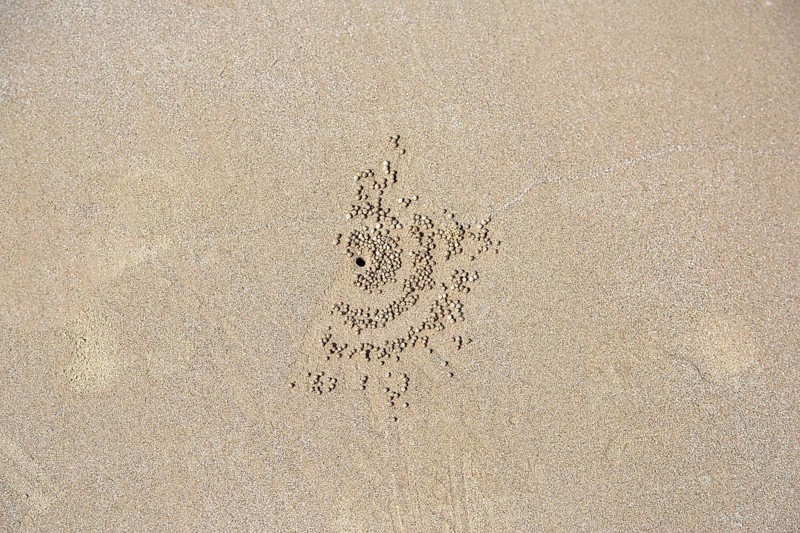 Residues of a Sand Bubbler Crab (Scopimera globosa)