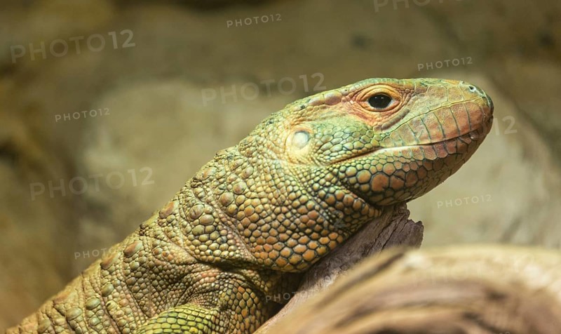 Guyana Caiman Lizard (Dracaena guianensis)