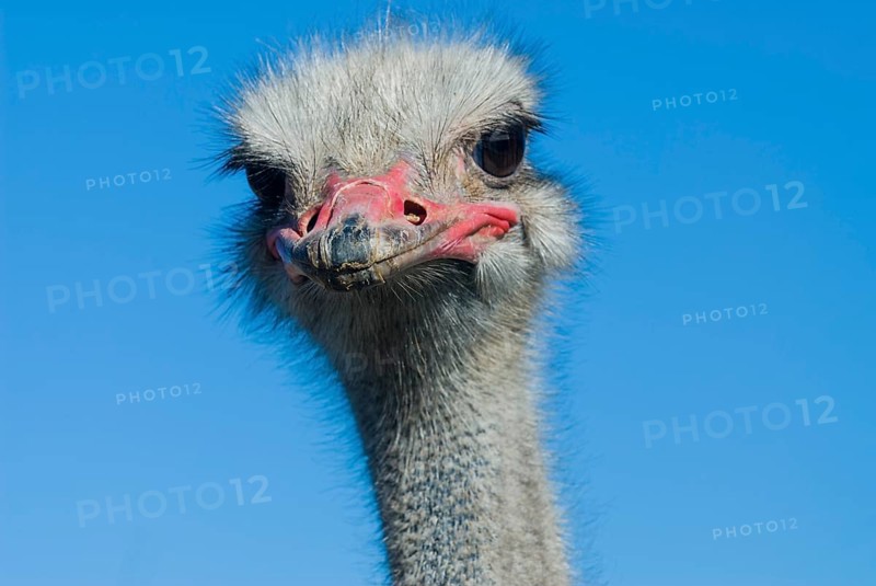 Common Ostrich (Struthio camelus)