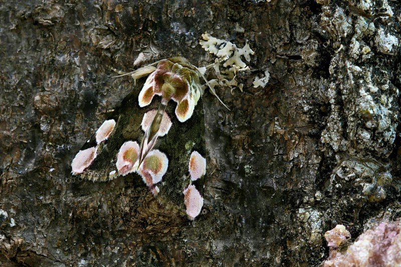 Peach Blossom (Thyatira batis)