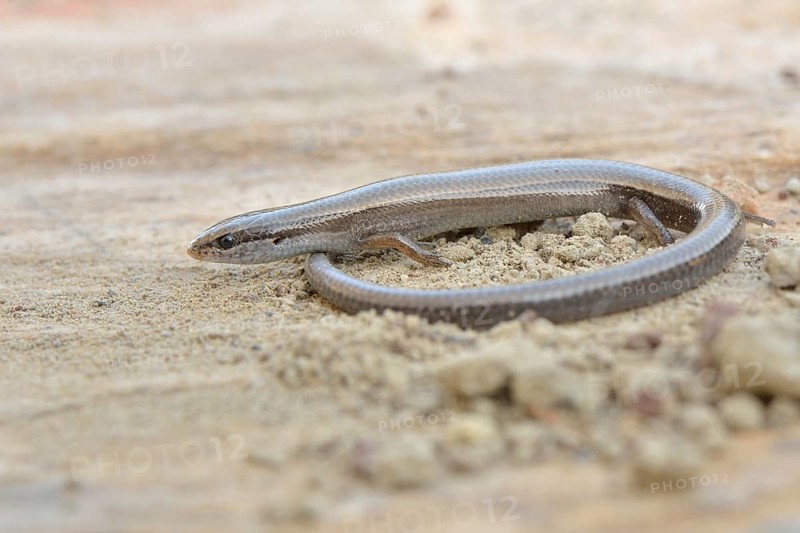 Budak's Snake-eyed Skink (Ablepharus budaki anatolicus)