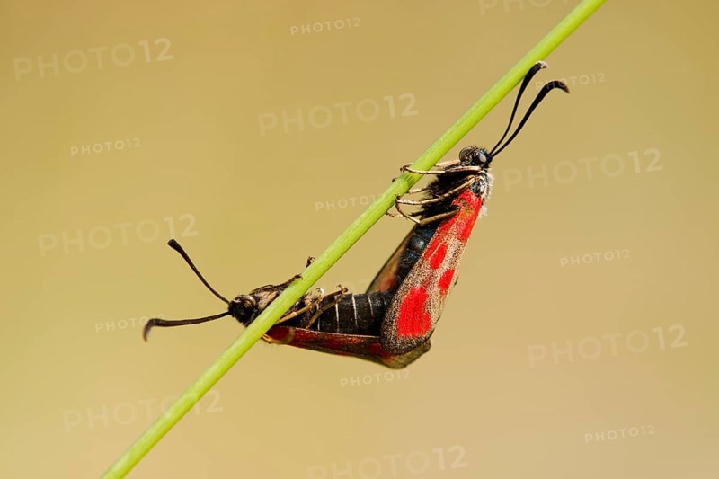 Slender Scotch Burnet (Zygaena loti)