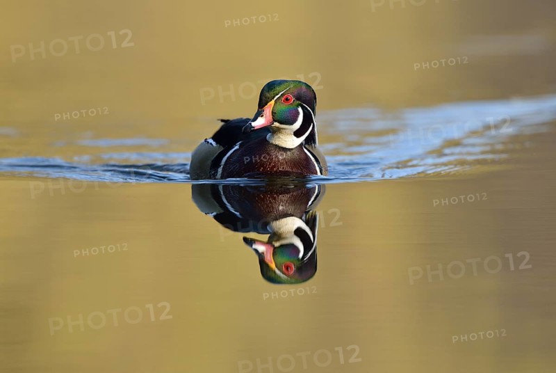 Wood Duck (Aix sponsa)