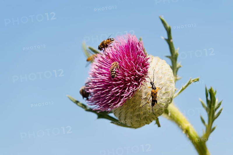 Woolly Thistle (Cirsium eriophorum)