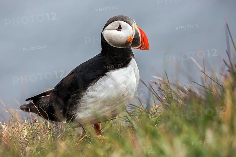 Puffin (Fratercula arctica)