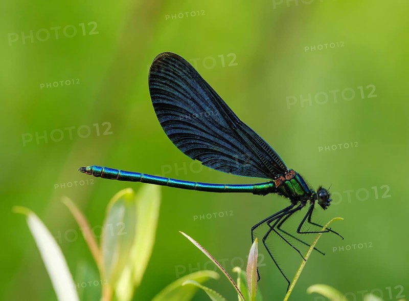 Beautiful demoiselle (Calopteryx virgo)