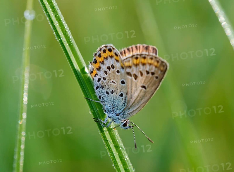 Idas blue (Plebejus idas)