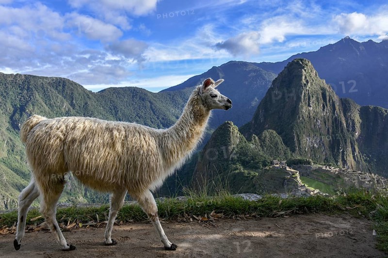 Llama (Lama glama) in front of Machu Picchu
