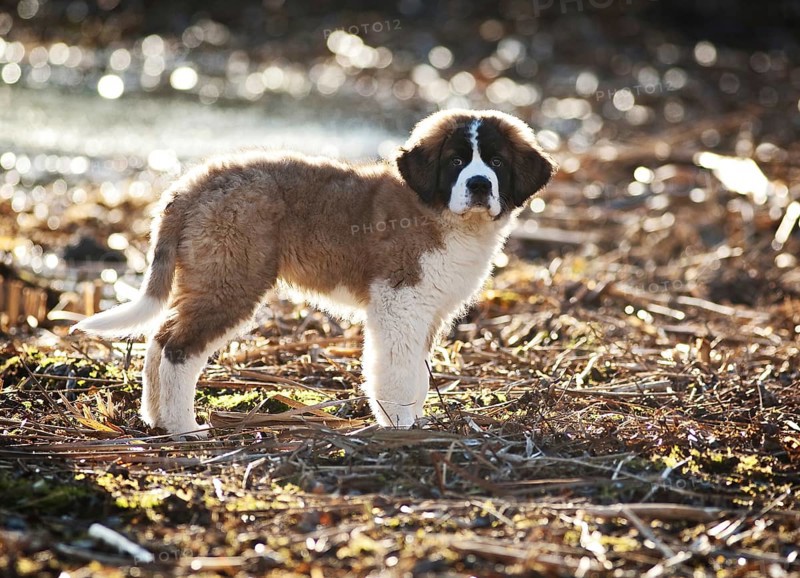 Saint Bernard puppy standing on the shore of a pond
