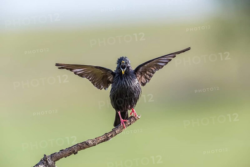 Spotless Starling (Sturnus unicolor)