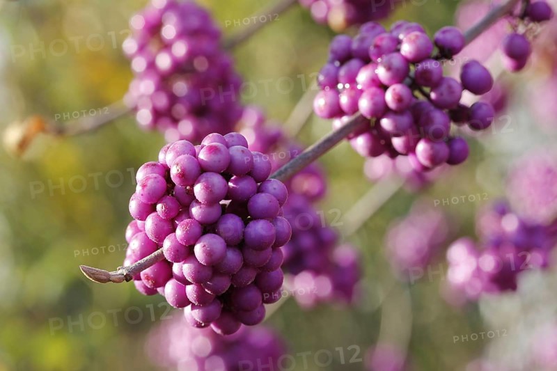 Beautyberry (Callicarpa giraldii)