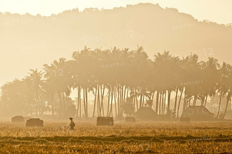 Morning mood in a rice paddy