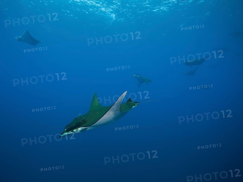 Sicklefin Devil Rays or Box Rays (Mobula tarapacana)