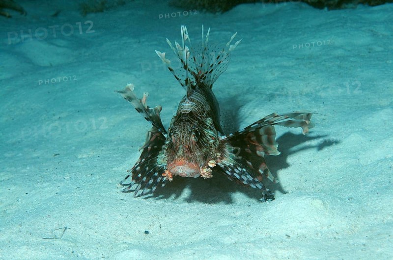 Red Lionfish (Pterois volitans)