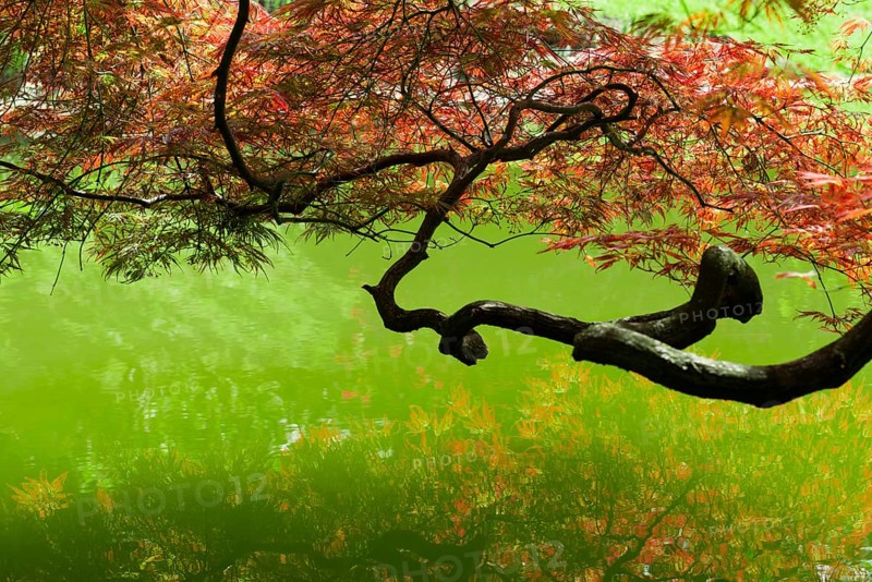 Downy Japanese Maple (Acer japonicum)