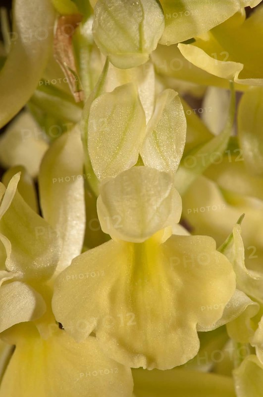 Pale-flowered Orchid (Orchis pallens)