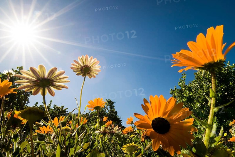 Livingstone Daisy (Dorotheanthus bellidiformis)