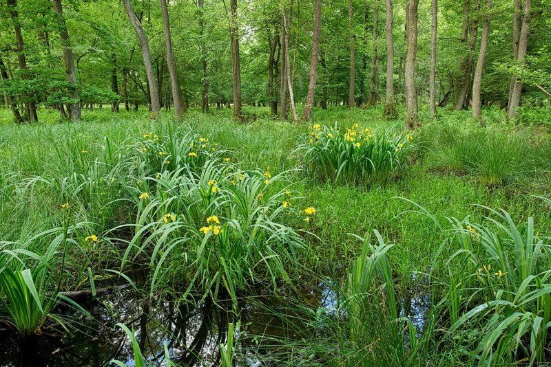 Yellow Iris (Iris pseudacorus)