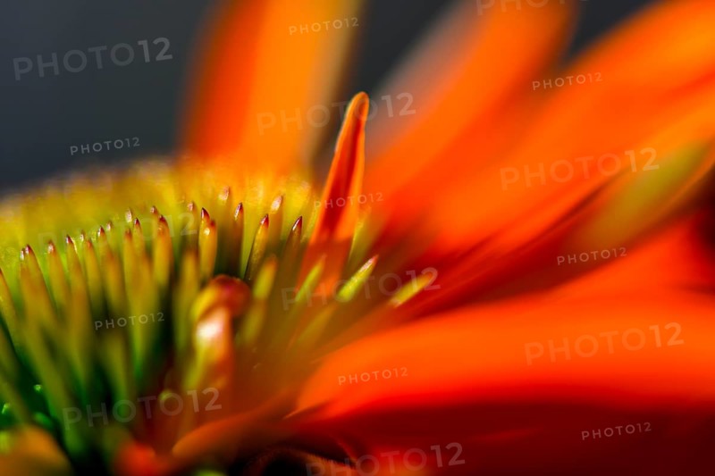 Red coneflower (Echinacea)