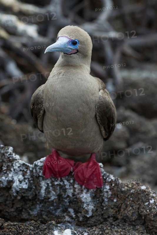 Red-footed Booby (Sula sula)