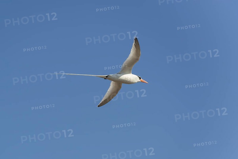 Red-billed Tropicbird or Boatswain Bird (Phaeton aethereus) in flight