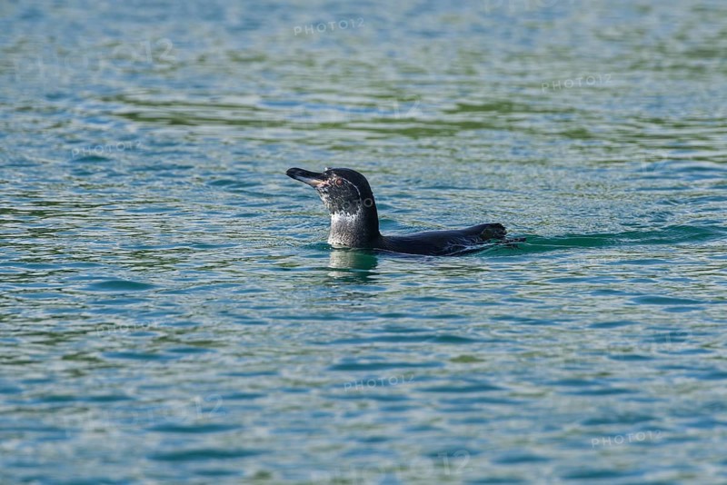 Galapagos Penguin (Spheniscus mendiculus)