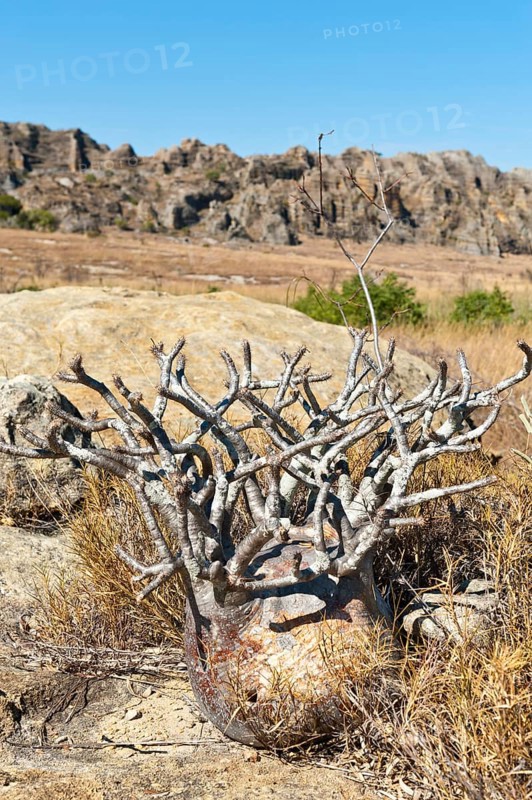 Elephant's Foot Plant (Pachypodium rosulatum)