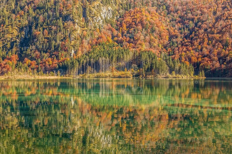 Autumn forest with its reflection in Almsee lake