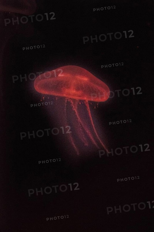 Moon Jellyfish (Aurelia aurita) in coloured light