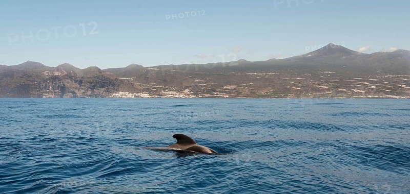 Pilot Whale (Globicephala) emerging from water
