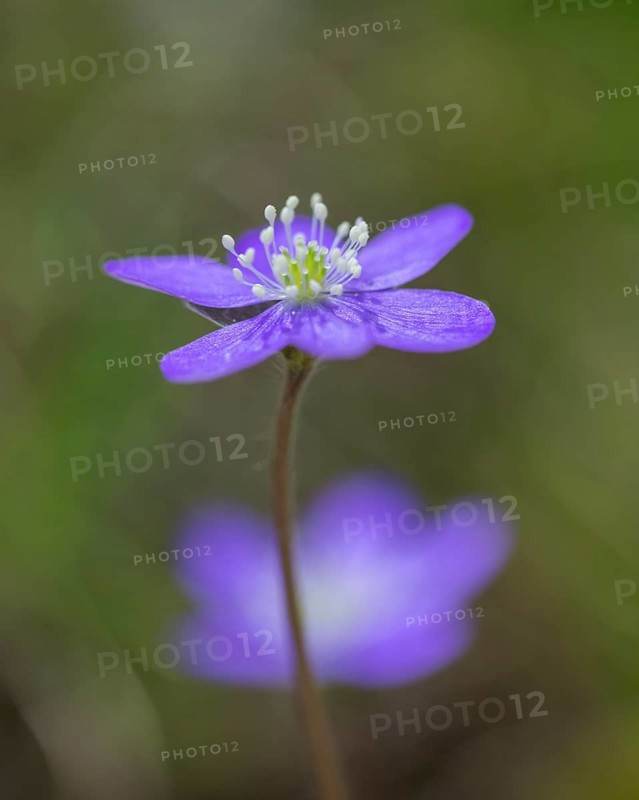 Hepatica or Liverwort (Hepatica nobilis)