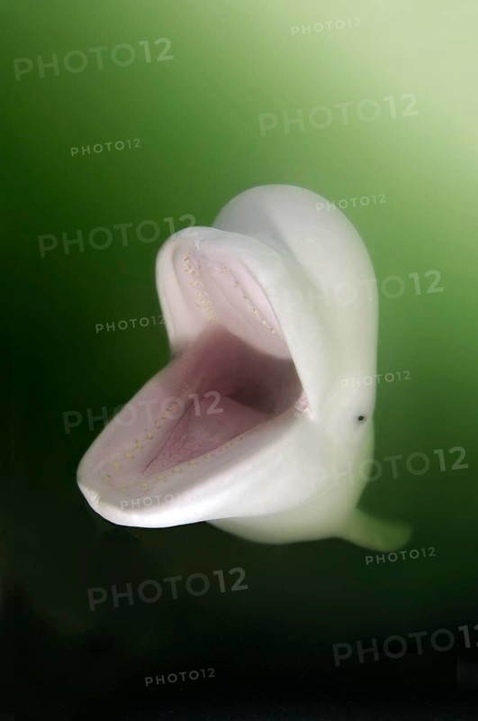 Beluga Whale