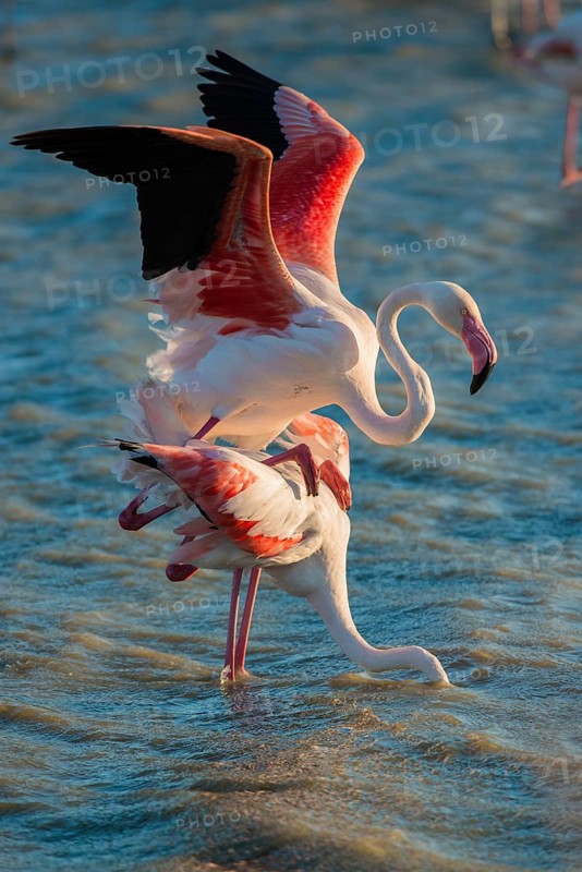 Flamingos (Phoenicopteridae)