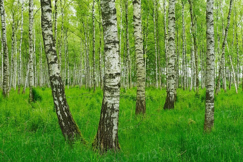 Forest of Downy Birch or White Birch (Betula pubescens)