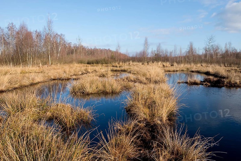 Renatured moor area where peat was cut