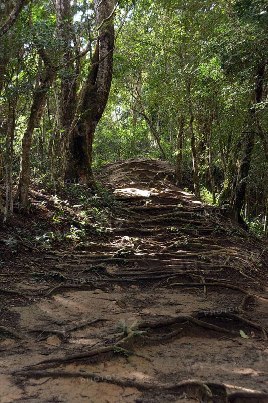Roots covering a trail in the rainforest