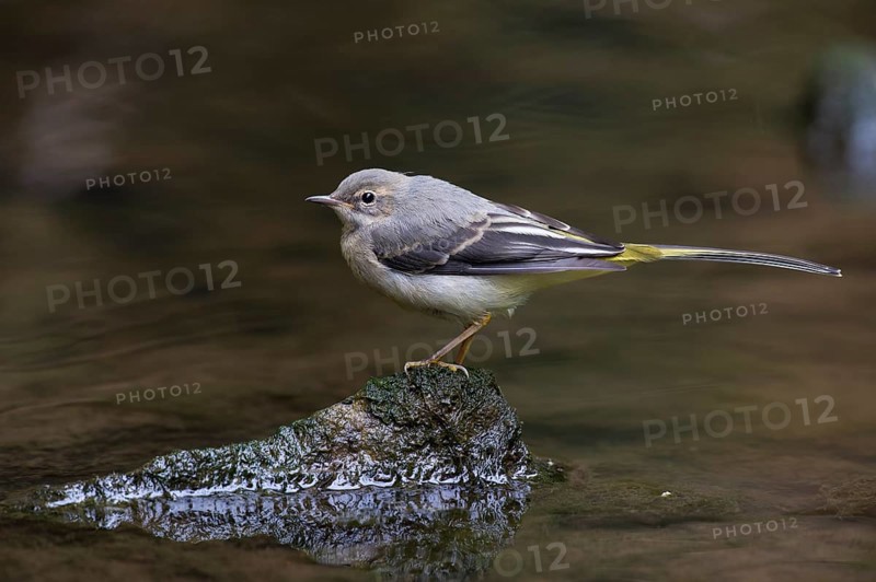 Grey Wagtail (Motacilla cinerea)