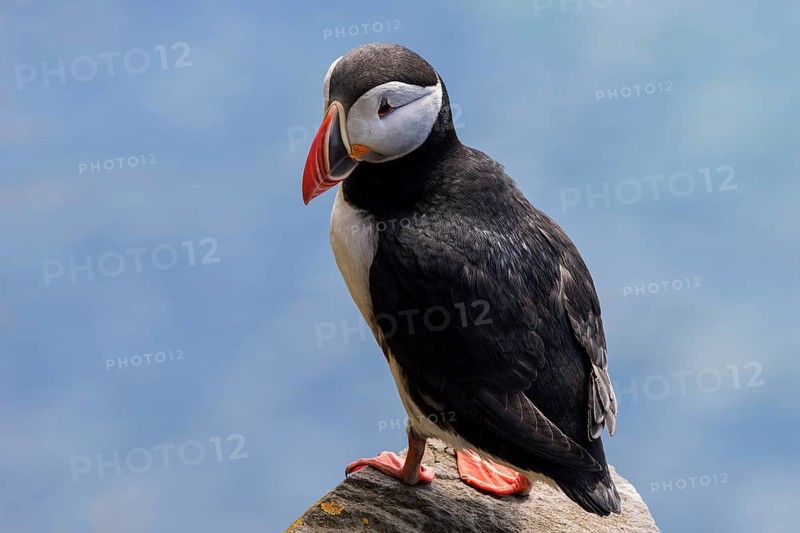 Puffin (Fratercula arctica)