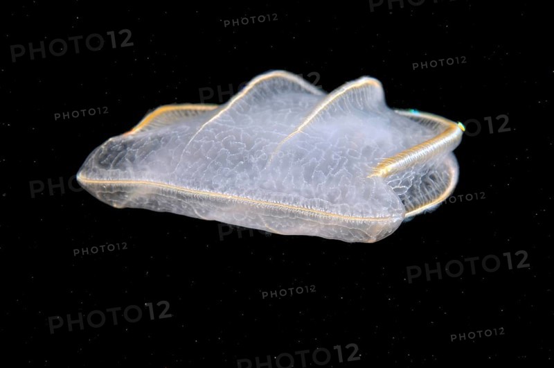 Comb Jellyfish (Beroe ovata)