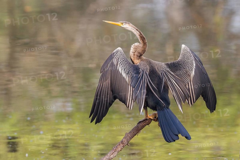 Oriental Darter (Anhinga melanogaster)